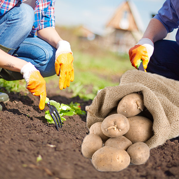 Hessian bags for online potatoes